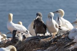 Helgolandreise August 2023 Eine Gruppe von Basstölpeln versammelt sich auf einer felsigen Klippe mit Meer im Hintergrund Helgolandreise August 2023 Basstölpel Kolonie auf Klippe am Meer bei Tageslicht
