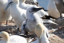 Helgolandreise August 2023 Ein flauschiges Basstölpel-Küken umgeben von erwachsenen Vögeln am Küstenstandort Helgolandreise August 2023 Basstölpel-Küken im Nest mit erwachsenen Basstölpeln an der Küste