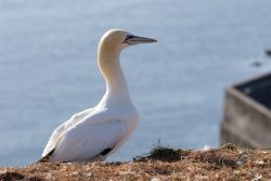 Helgolandreise August 2023 Ein Basstölpel sitzt auf einer Klippe und blickt in die Ferne Helgolandreise August 2023 Basstölpel auf Klippe mit Meer im Hintergrund