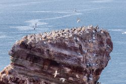 Helgolandreise August 2023 Seevögel versammeln sich auf einem Felsen im Meer. Helgolandreise August 2023 Große Gruppe von Vögeln auf Felsen im Meer