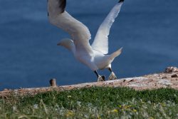 Helgolandreise August 2023 Ein Basstölpel breitet seine Flügel aus, bevor er vom Küstenrand startet. Helgolandreise August 2023 Basstölpel beim Starten am Küstenrand mit ausgebreiteten Flügeln