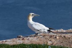 Helgolandreise August 2023 Ein Basstölpel genießt die Aussicht auf einer Klippe über dem Meer Helgolandreise August 2023 Basstölpel auf Klippe mit blauem Meer im Hintergrund