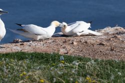 Helgolandreise August 2023 Basstölpel ruhen auf einer Klippe und genießen den Meeresblick. Helgolandreise August 2023 Basstölpel auf einer felsigen Klippe mit Meerblick