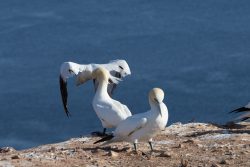 Helgolandreise August 2023 Mehrere Basstölpel ruhen auf einer Klippe mit Blick aufs Meer Helgolandreise August 2023 Basstölpelkolonie auf steinerner Küste vor blauem Meerwasser