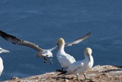Helgolandreise August 2023 Basstölpel genießen die Küste auf einem Felsen, während einer wegfliegt Helgolandreise August 2023 Basstölpel auf Felsen an der Küste, einer fliegt weg