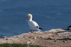 Helgolandreise August 2023 Ein Basstölpel steht auf einem Felsen mit Blick aufs Meer Helgolandreise August 2023 Basstölpel auf felsiger Küste mit blauem Meer im Hintergrund
