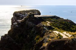 Helgolandreise August 2023 Eine Gruppe Seevögel ruht auf einem Felsen an einer Küste, beleuchtet vom Sonnenuntergang. Helgolandreise August 2023 Felshügel mit Seevögeln an Küste bei Sonnenuntergang