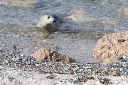 Helgolandreise August 2023 Ein neugieriger Seehund erkundet das klare Wasser an einer felsigen Küste. Helgolandreise August 2023 Seehund schwimmt an felsiger Küste mit klarem Wasser