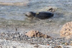 Helgolandreise August 2023 Ein Seehund trägt einen Peilsender, während er nahe der Küste schwimmt Helgolandreise August 2023 Seehund schwimmt mit Peilsender im flachen Meer nahe der Küste