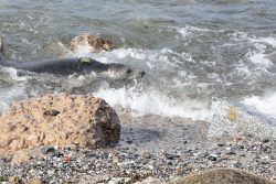 Helgolandreise August 2023 Eine Robbe genießt die Wellen an der felsigen Küste Helgolands Helgolandreise August 2023 Robbe am Strand von Wellen umspült in der Ostsee