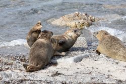 Helgolandreise August 2023 Eine Gruppe von Seehunden genießt die Sonne an einem Strand in Norddeutschland Helgolandreise August 2023 Vier Seehunde sonnen sich am Sandstrand in Norddeutschland