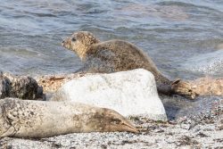 Helgolandreise August 2023 Robben genießen die Sonne an einem felsigen Strandabschnitt der Ostsee Helgolandreise August 2023 Robben entspannen am felsigen Strand an der Ostsee