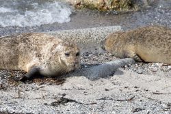Helgolandreise August 2023 Zwei Robben genießen die Ruhe an einem sonnigen Strand Helgolandreise August 2023 Zwei Robben ruhen am sandigen Ufer eines Strandes