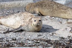 Helgolandreise August 2023 Robben genießen die Sonne auf einem steinigen Strand Helgolandreise August 2023 Zwei Robben ruhen auf einem steinigen Strand in der Sonne