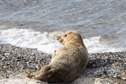 Helgolandreise August 2023 Eine Robbe liegt entspannt am Küstenrand auf Kieselsteinen Helgolandreise August 2023 Robbe am Kieselstrand am Wasser