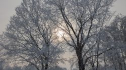 Landschaftsfotografie Winter Gernsheim Dezember 2022 Die Sonne scheint durch Bäume, die mit Schnee bedeckt sind Landschaftsfotografie Winter Gernsheim Dezember 2022 Winterlandschaft mit schneebedeckten Bäumen und Sonne