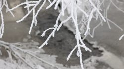 Landschaftsfotografie Winter Gernsheim Dezember 2022 Vereiste Zweige hängen über einem teilweise gefrorenen Fluss, die winterliche Ruhe ausstrahlen Landschaftsfotografie Winter Gernsheim Dezember 2022 Nahaufnahme von vereisten Ästen über einem gefrorenen Fluss