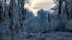 Landschaftsfotografie Winter Gernsheim Dezember 2022 Ein ruhiger Wintermorgen im verschneiten Wald Landschaftsfotografie Winter Gernsheim Dezember 2022 Verschneiter Winterwald bei Sonnenaufgang
