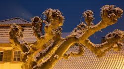 Landschaftsfotografie Winter Gernsheim Dezember 2022 Ein verschneiter Baum hebt sich vor einem Dach im Abendlicht ab Landschaftsfotografie Winter Gernsheim Dezember 2022 Verschneiter Baum vor einem beleuchteten Dach in der Abenddämmerung