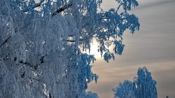 Landschaftsfotografie Winter Gernsheim Dezember 2022 Ein sonniger Wintertag mit schwerer Schneelast auf den Bäumen Landschaftsfotografie Winter Gernsheim Dezember 2022 Winterliche Landschaft mit schneebedeckten Bäumen und Sonnenstrahlen