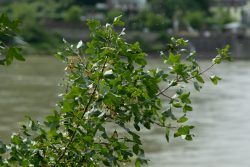 Loreley - Fotoserie - Landschaftsfotografie - Aloys Peter Trenz Grüner Zweig mit Blättern am Flussufer