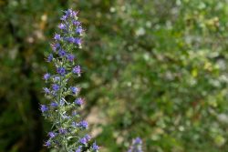 Loreley - Fotoserie - Landschaftsfotografie - Aloys Peter Trenz Blauer Natternkopf Blütenstand in natürlichem Lebensraum mit unscharfem Hintergrund