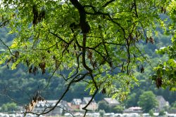 Loreley - Fotoserie - Landschaftsfotografie - Aloys Peter Trenz Grüne Baumzweige über einem Dorf am Waldrand