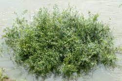 Loreley - Fotoserie - Landschaftsfotografie - Aloys Peter Trenz Grüne Wasserpflanze wächst in einem Fluss