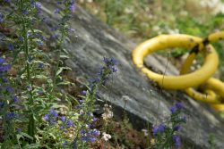 Loreley - Fotoserie - Landschaftsfotografie - Aloys Peter Trenz Lila Blumen vor gelbem Rettungsring auf Betonhintergrund