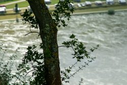 Loreley - Fotoserie - Landschaftsfotografie - Aloys Peter Trenz Baum mit Moos am Flussufer