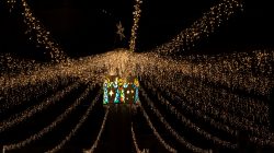 Mainz Weihnachtsmarkt Dezember 2023 Weihnachtslichterketten an einem Turm im Dunkeln