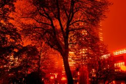 Nachtfotografie Light Painting Frankfurt Städtische Szene bei Nacht mit orange-roter Beleuchtung, Silhouetten von Bäumen und hohen Gebäuden