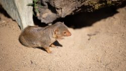 Opel Zoo Kronberg Zwergmanguste auf sandigem Boden im Sonnenschein