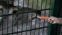 Opel Zoo Kronberg Ein Hirsch leckt eine Karotte durch einen Zaun