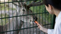 Opel Zoo Kronberg Mensch füttert Hirsch mit Möhre durch Gitter im Zoo