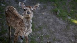 Opel Zoo Kronberg Junges Reh auf einer Wiese im Wald