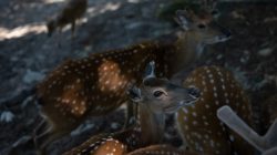 Opel Zoo Kronberg Mehrere Sikahirsche mit geflecktem Fell in einem Wald