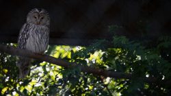 Opel Zoo Kronberg Waldkauz auf Ast im Wald am Tag