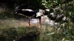 Opel Zoo Kronberg Schwarzstorch sucht Nahrung in einem sonnigen Waldteich