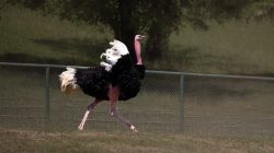 Opel Zoo Kronberg Strauß läuft schnell in einem eingezäunten Gehege