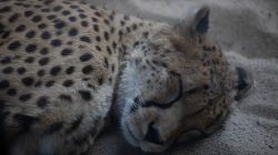 Opel Zoo Kronberg Schlafender Gepard auf Sand liegend
