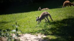 Opel Zoo Kronberg Känguru grast auf sonniger Wiese im Park