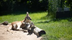 Opel Zoo Kronberg Känguru liegt entspannt auf Sand neben Baumstamm im sonnigen Park