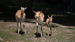 Opel Zoo Kronberg Drei Antilopen, darunter ein Junges, stehen auf einer Wiese