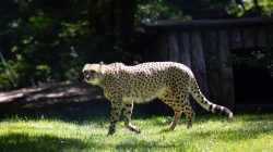 Opel Zoo Kronberg Gepard im Wald auf sonniger Wiese spazierend