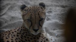 Opel Zoo Kronberg Gepard liegt entspannt im Sand und schaut direkt in die Kamera