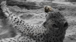 Opel Zoo Kronberg Gepard ruht im Sand mit erhobener Pfote