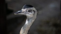 Opel Zoo Kronberg Nahaufnahme eines Nandus im Profil mit Fokus auf den Kopf