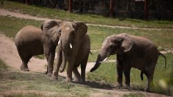 Opel Zoo Kronberg Drei afrikanische Elefanten gehen auf grasbewachsenen Hügel