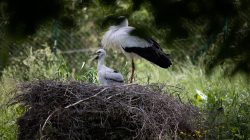 Opel Zoo Kronberg Weißstörche im Nest auf Naturhintergrund